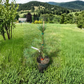 Pinus sylvestris Hillside Creeper Live Plant | 1-Gallon Spreading Evergreen Groundcover with Blue-Green Needles