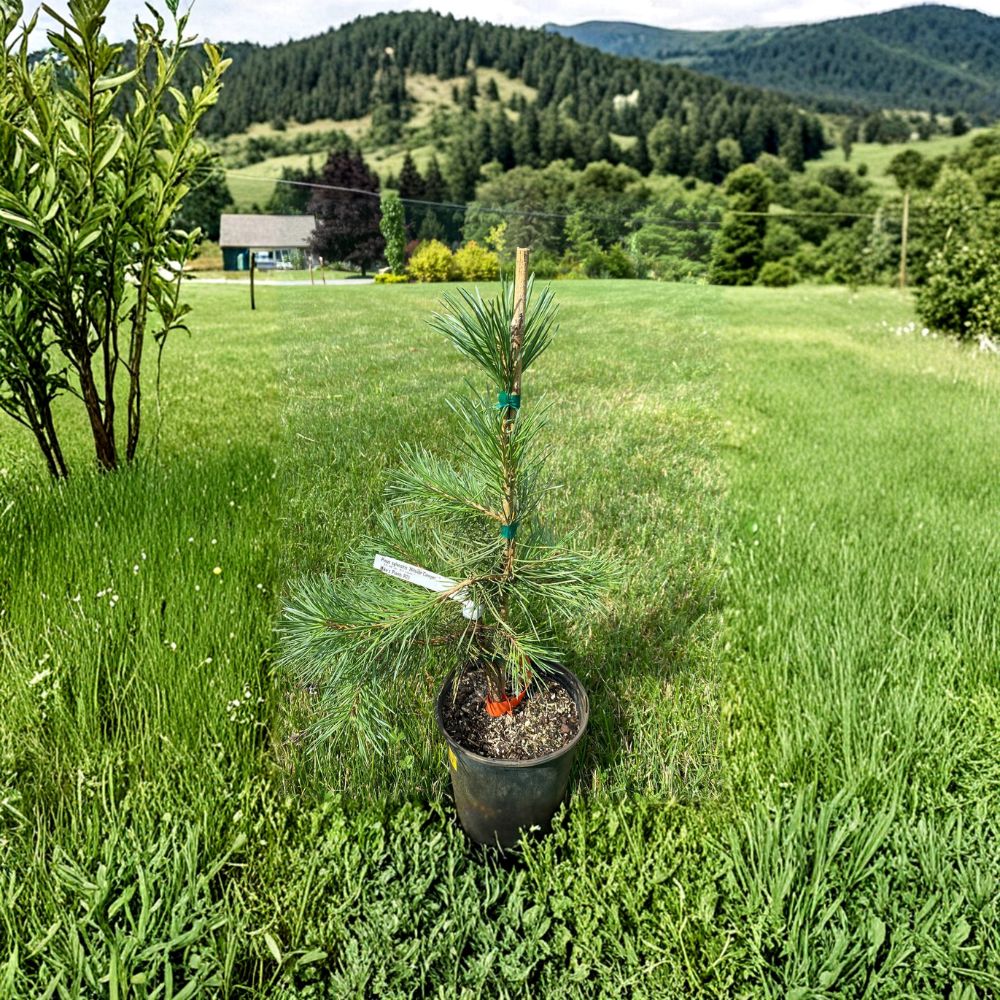 Pinus sylvestris Hillside Creeper Live Plant | 1-Gallon Spreading Evergreen Groundcover with Blue-Green Needles
