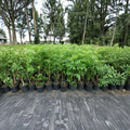 Elderberry Shrub Live Plant 1–3 Ft Berry Producing Edible Fruit Sambucus canadensis Deciduous Fruit Bush