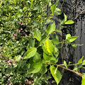 Innocence Variegated Mock Orange Shrub – Fragrant White Flowers, Variegated Foliage, 1 Gallon Philadelphus virginalis Garden Plant