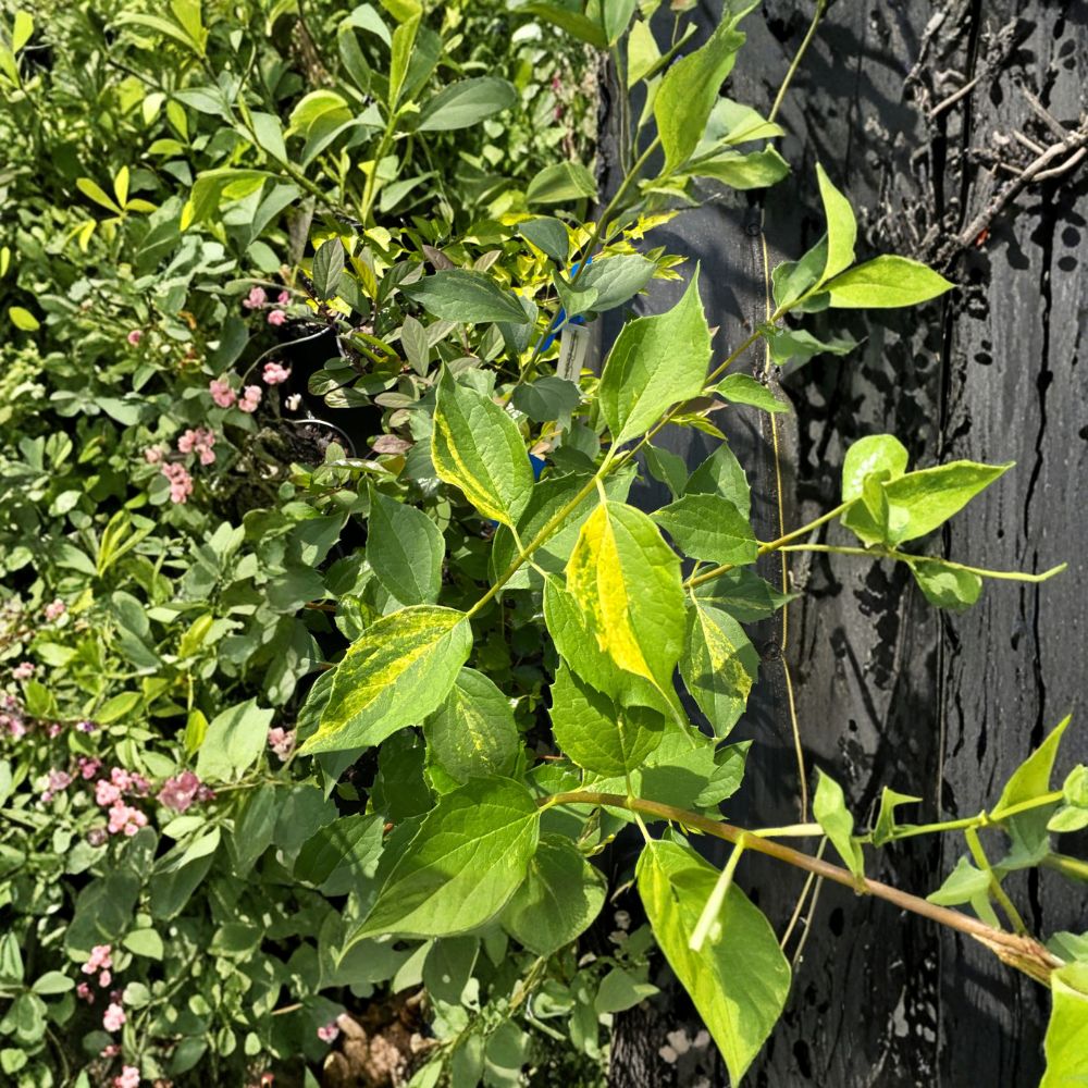 Innocence Variegated Mock Orange Shrub – Fragrant White Flowers, Variegated Foliage, 1 Gallon Philadelphus virginalis Garden Plant
