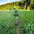 Pinus nigra 'Oregon Green' Austrian Pine Live Plant – 12 Inch Dense Evergreen Conifer for Landscaping and Privacy Screens