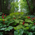 Devil's Club Live Root Section – 6 Inch Dormant Root – Alaska Wild Harvested Native Plant – Oplopanax horridus for Woodland Gardens