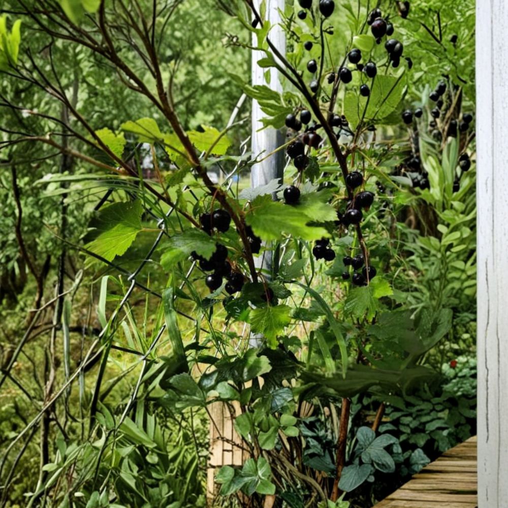 Black Currant Live Cuttings Set of 5 | Ribes nigrum Dormant Hardwood Propagation Material | Alaska Grown Berry Shrubs for Fruit Garden