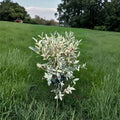 Sparkle Leucothoe Live Evergreen Shrub 1 Gallon Pot, Shade Garden Plant, Leucothoe x ‘Sparkle’ for Landscape & Foundation