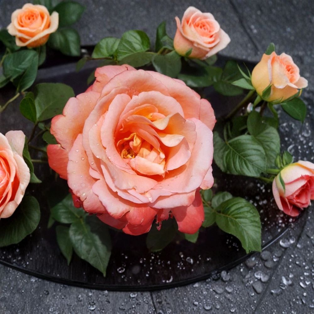 Voodoo Hybrid Tea Rose Live Plant – 1 Gallon Orange & Yellow Fragrant Blooming Rose Bush | Repeat Flowering Garden Rose