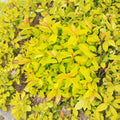 Lemon Princess Spirea Live Shrub 4-Inch Pot Pink Summer Blooms Golden Foliage Spiraea japonica Landscape Plant