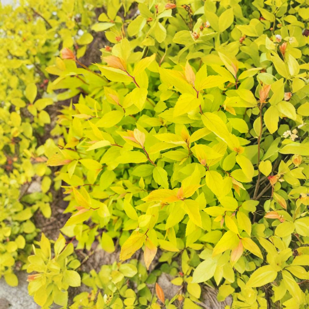 Lemon Princess Spirea Live Shrub 4-Inch Pot Pink Summer Blooms Golden Foliage Spiraea japonica Landscape Plant