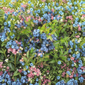 Northblue Blueberry Bush Live Fruit Plant, 4-Inch Pot, Vaccinium x 'Northblue', Cold Hardy Edible Berry Shrub