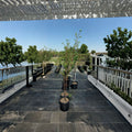 AU Rosa Plum Tree – 4–6 Ft Live Fruit Tree with Red Plums, Early Season Producer, Pollinator Required, Rooted Plant