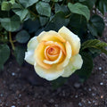 Gold Medal Grandiflora Rose Plant – Live 3-Gallon Yellow-Orange Blooming Shrub, Award-Winning Hybrid Tea Floribunda