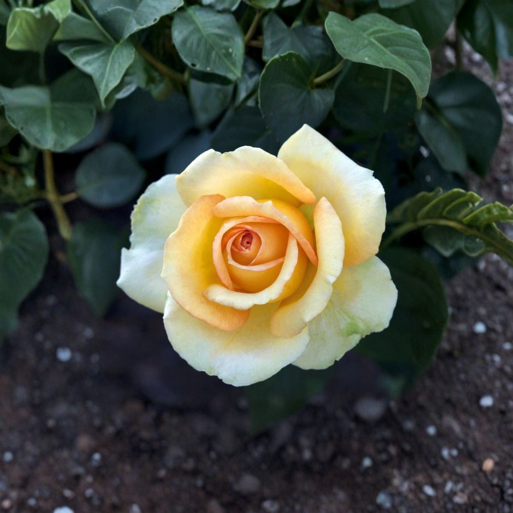 Gold Medal Grandiflora Rose Plant – Live 3-Gallon Yellow-Orange Blooming Shrub, Award-Winning Hybrid Tea Floribunda