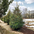 Ilex opaca Miss Helen Female American Holly Live Plant | 12-Inch Evergreen Tree with Red Berries | Native Landscape Shrub