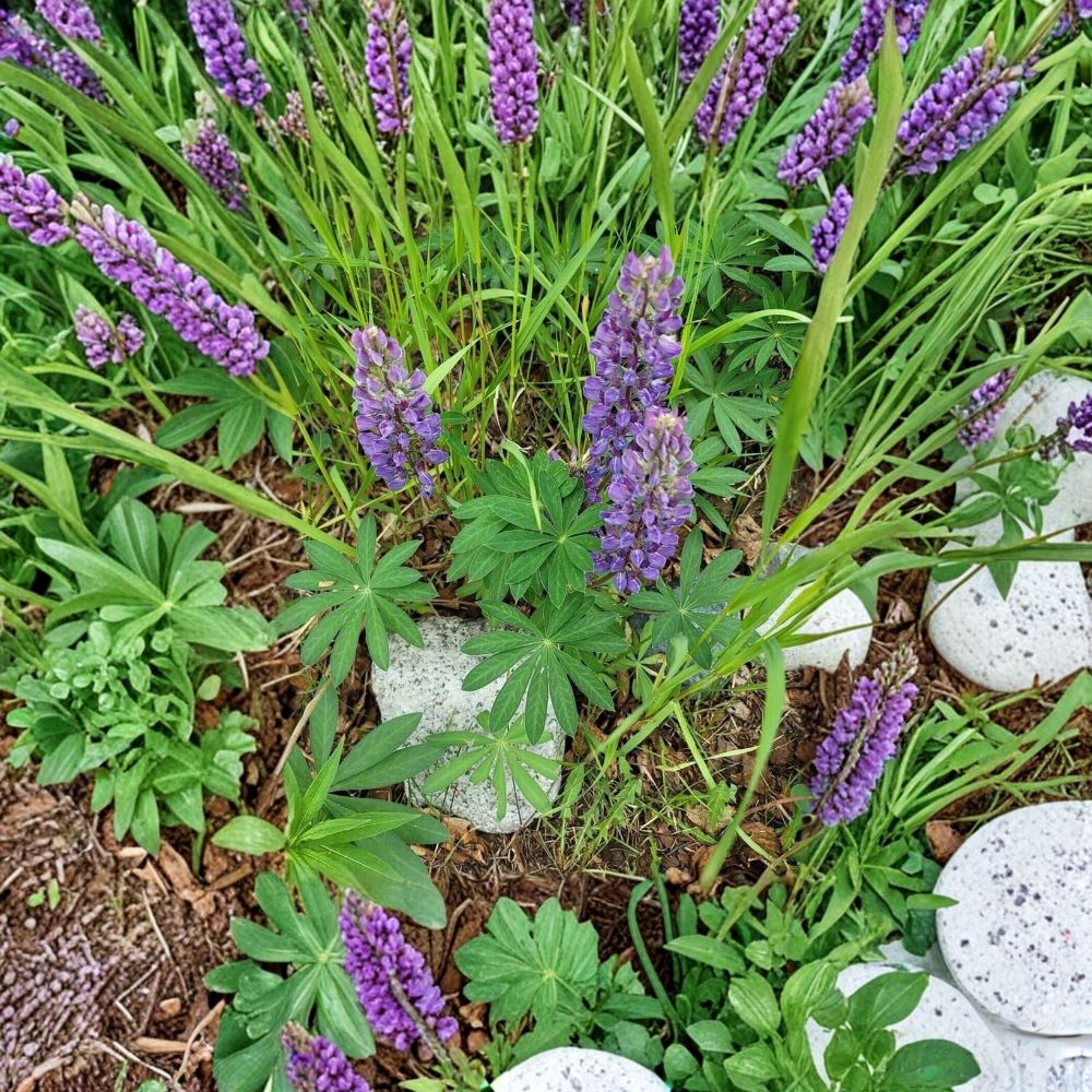 Alaska Wild Lupine Live Roots – Lupinus perennis – Perennial Nitrogen Fixing Plant for Pollinator Gardens and Soil Improvement