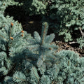 Picea Pungens Baby Blue Eyes Live Plant | 12-Inch Silvery Blue Evergreen Conifer | Colorado Spruce in 1-Gallon Pot