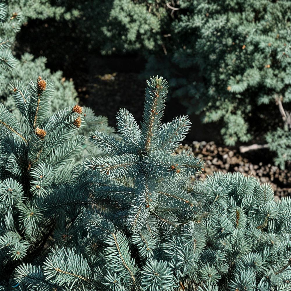 Picea Pungens Baby Blue Eyes Live Plant | 12-Inch Silvery Blue Evergreen Conifer | Colorado Spruce in 1-Gallon Pot