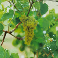 Thompson Seedless White Grape Vine – 3 Gallon Live Plant, Self-Fertile, Seedless Vitis vinifera for Backyard Garden & Vineyard