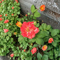 Pinata Rose Live Yellow Orange Bi-Color Rose Bush 1-Gallon Garden Shrub Rosa 'Pinata'