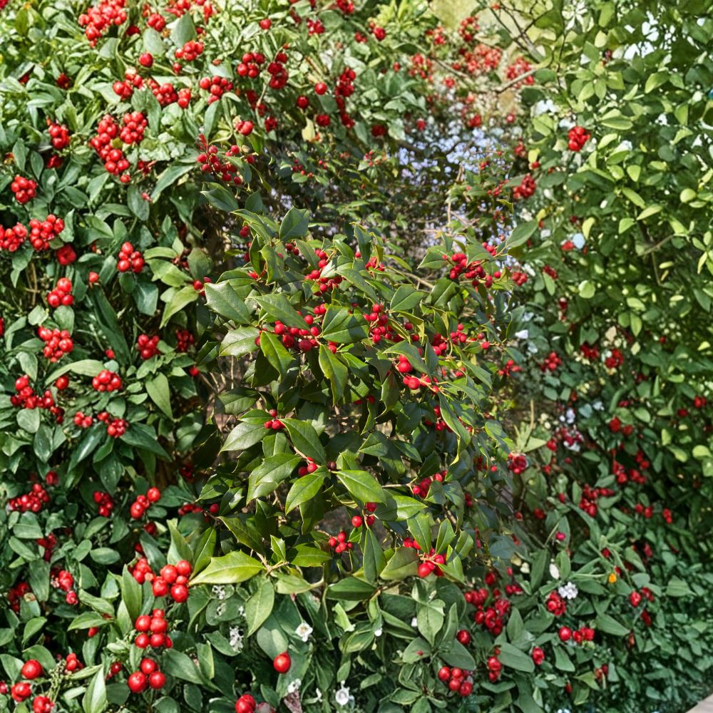 Live American Holly Tree – Satyr Hill Ilex opaca, 12-Inch Tall, 1-Gallon Pot, Native Evergreen with Red Berries
