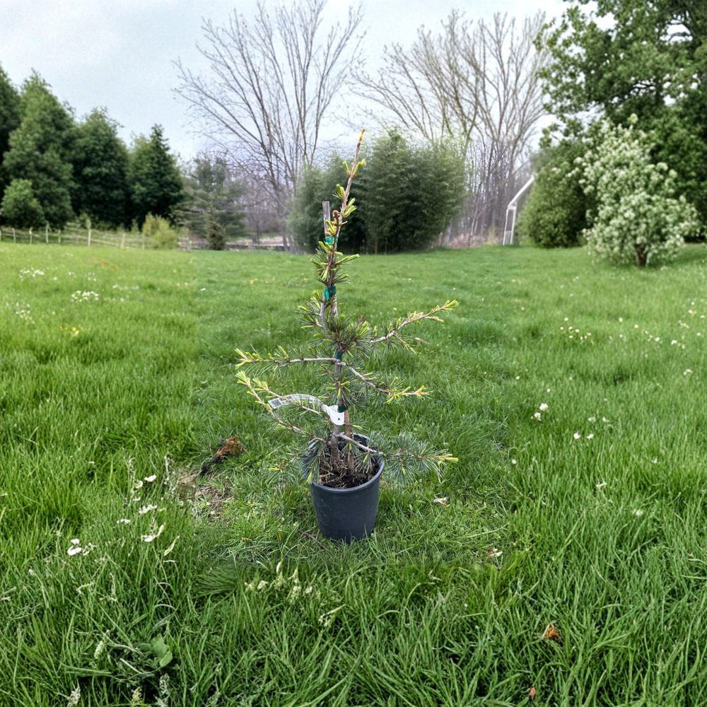 Beacon Hill Cedar of Lebanon Live Conifer, 18 Inch Tall, Columnar Evergreen Tree, Cedrus libani, 1 Gallon Pot
