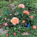 New Year Grandiflora Rose Live Plant 1 Gallon Orange Blooming Shrub Deciduous Landscape & Cut Flower