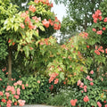 Amur Maple Seeds Acer ginnala - Alaska Grown Hardy Ornamental Tree for Landscape, Bonsai, and Privacy Screens