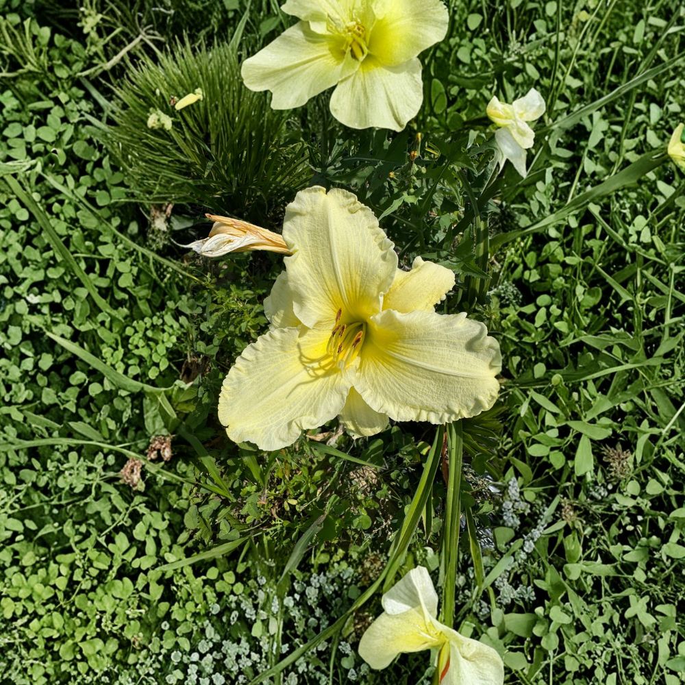 Daylily Bare Root Plants – 'Sunday Gloves' Hardy Perennial Flower for Garden Borders, Pollinator Friendly, Easy to Grow (Set of 3)
