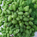 Mexican Sour Gherkin Seeds | Organic Cucamelon, Mouse Melon, Pepquinos | Container & Garden Growing | Melothria scabra