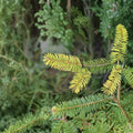 Golden Evergreen Conifer Plant – Uwe’s Golden Douglas Fir – 1 Gallon Potted Pseudotsuga menziesii, Vibrant Golden Foliage