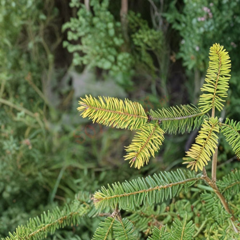 Golden Evergreen Conifer Plant – Uwe’s Golden Douglas Fir – 1 Gallon Potted Pseudotsuga menziesii, Vibrant Golden Foliage