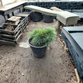 Dwarf Evergreen Conifer Plant | Compact Blue Green Cedrus libani ‘Katere’ | 1 Gallon Pot