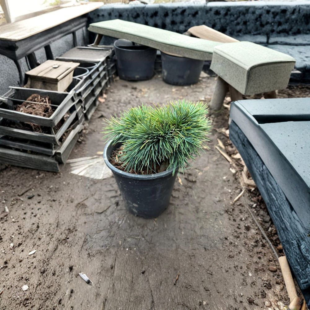 Dwarf Evergreen Conifer Plant | Compact Blue Green Cedrus libani ‘Katere’ | 1 Gallon Pot