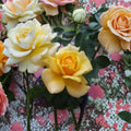 Sunsprite Floribunda Rose – Live Deep Yellow Rose Bush, 1-Gallon Fragrant Repeat Blooming Rosa 'Sunsprite'