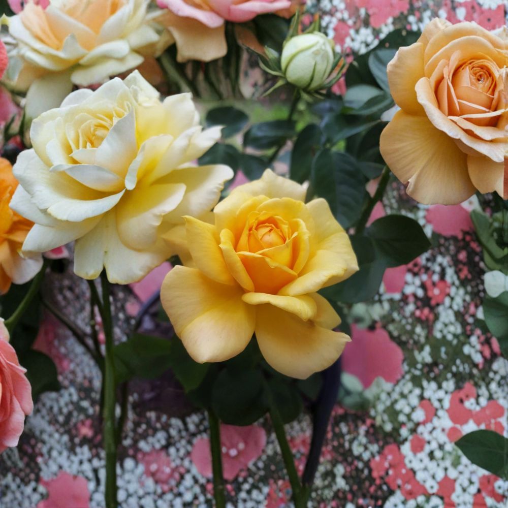 Sunsprite Floribunda Rose – Live Deep Yellow Rose Bush, 1-Gallon Fragrant Repeat Blooming Rosa 'Sunsprite'