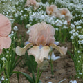 Reblooming Bearded Iris Rhizomes 3 Pack ‘Concertina’ Blush Pink & Peach Perennial Flowers