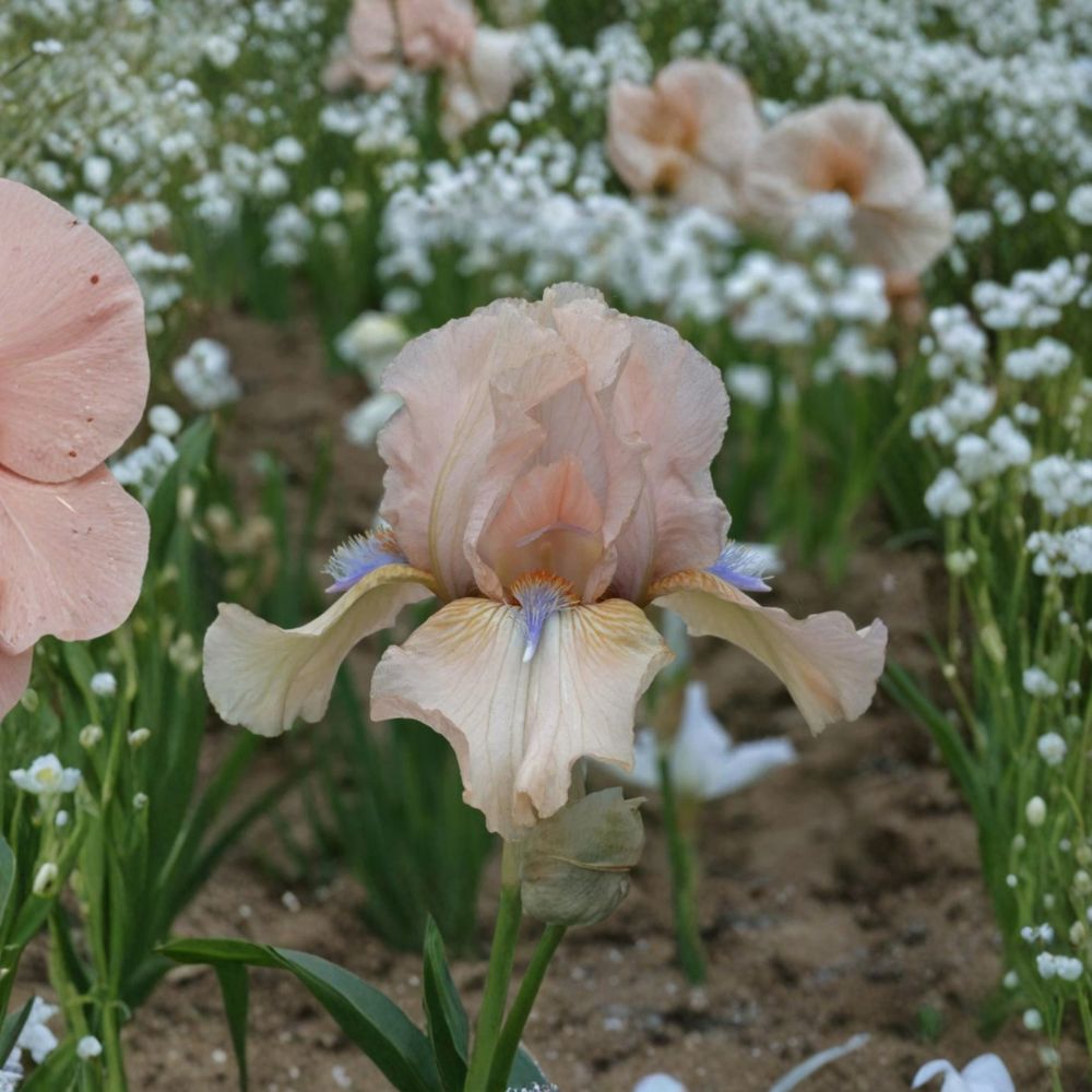 Reblooming Bearded Iris Rhizomes 3 Pack ‘Concertina’ Blush Pink & Peach Perennial Flowers