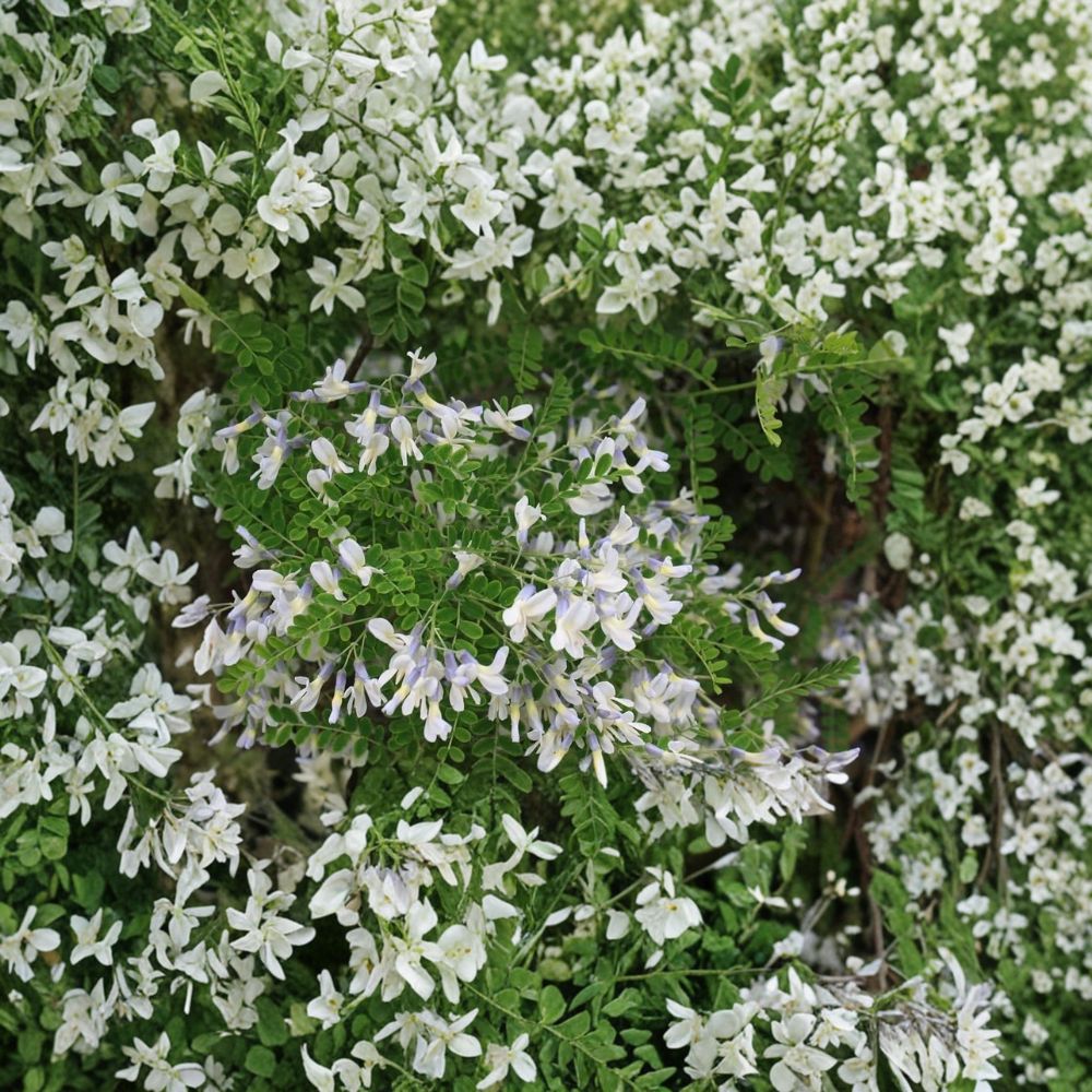 Sophora davidii Shrub Pagoda Tree Live Plant 2-Gallon Pot Drought Tolerant Blue Violet Flowers Pollinator Friendly
