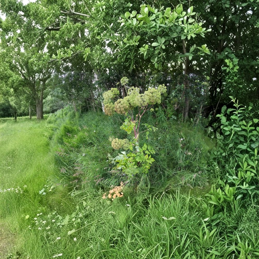 Angelica Seeds 50 Pack | Norwegian Angelica, Wild Celery Herb & Pollinator Garden, Easy to Grow, Botanical Name Angelica archangelica