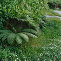 Ostrich Fern Dormant Root Corm Large Alaska Wild Harvested Shade Garden Hardy Perennial Matteuccia struthiopteris