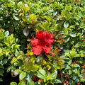 Azalea 'Girard’s Hot Shot' Live Plant - 1-Gallon Pot, Red-Orange Evergreen Shrub, Spring Flowering Rhododendron