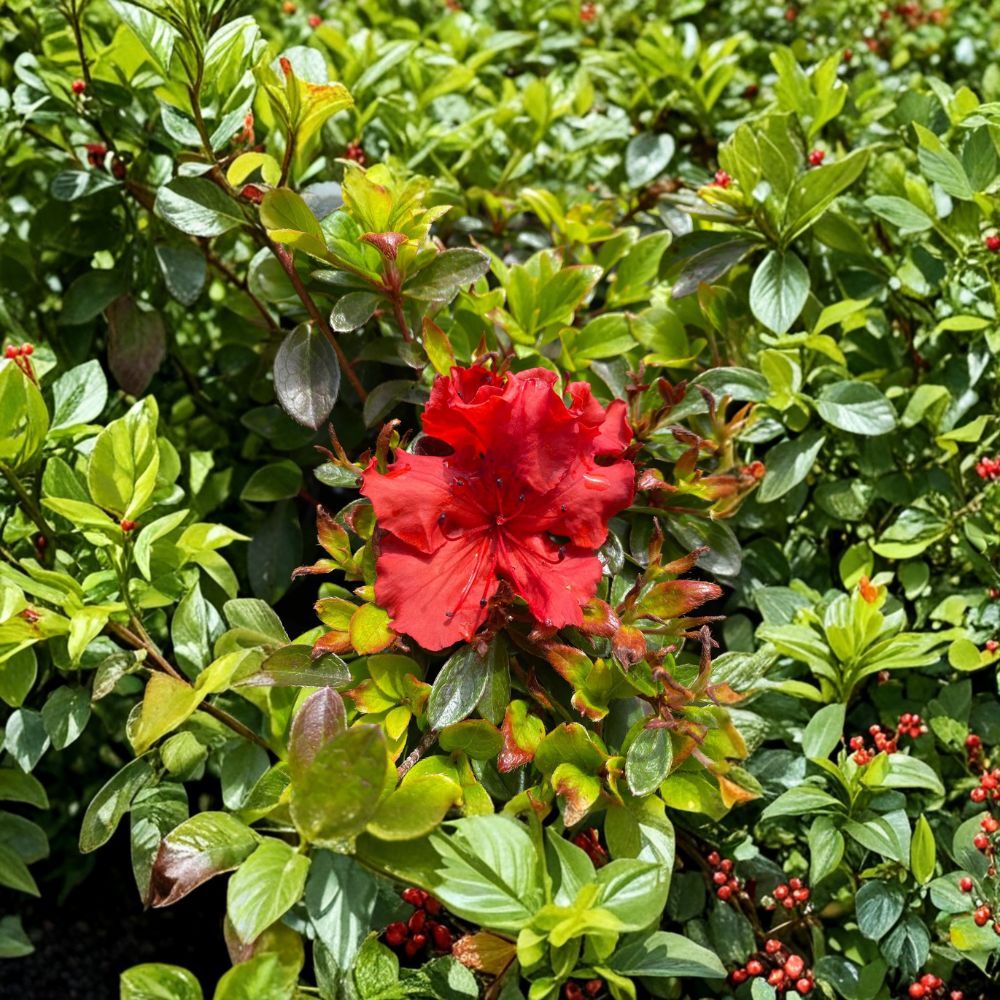 Azalea 'Girard’s Hot Shot' Live Plant - 1-Gallon Pot, Red-Orange Evergreen Shrub, Spring Flowering Rhododendron