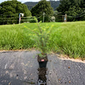 Serbian Spruce Live Evergreen Tree 10 Inch Picea omorika Narrow Pyramidal Landscape Plant in 4-Inch Pot