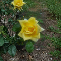 Live Oregold Grandiflora Rose Plant - Yellow Blooming Garden Rose Bush, 3-Gallon Rosa 'Oregold' for Landscape & Borders