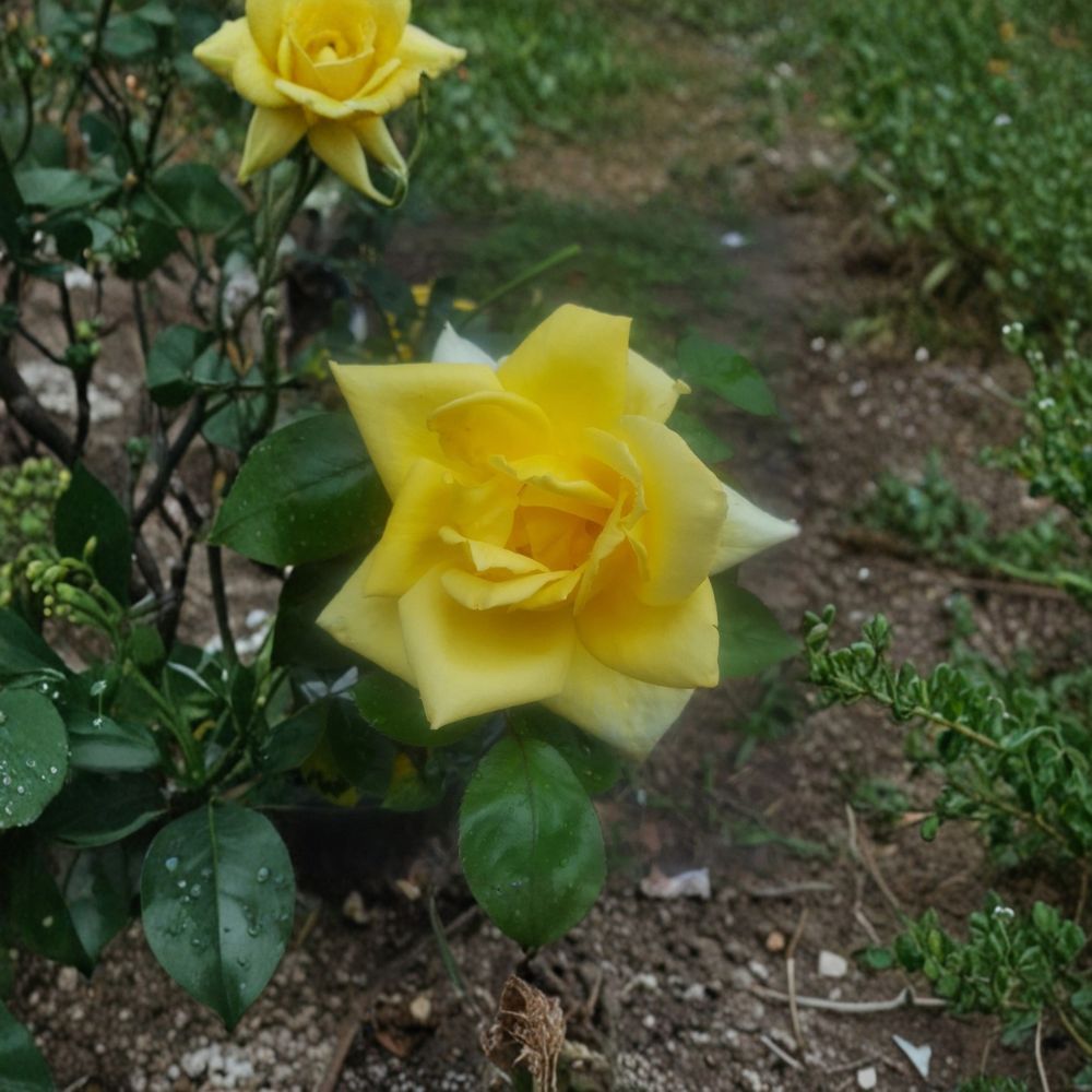 Live Oregold Grandiflora Rose Plant - Yellow Blooming Garden Rose Bush, 3-Gallon Rosa 'Oregold' for Landscape & Borders