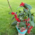 Jolly Red Winterberry Holly Live Shrub 2 Gallon Pot Bright Red Berries Ilex verticillata Native Plant