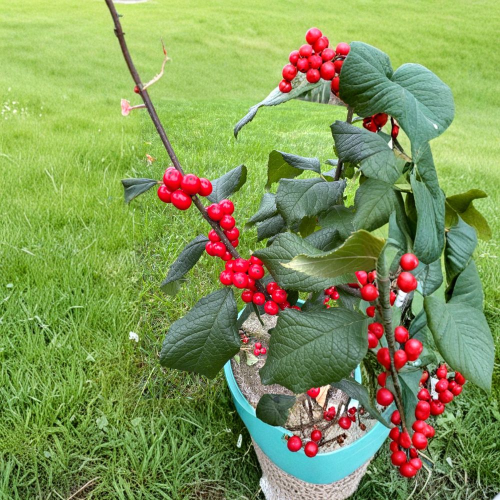 Jolly Red Winterberry Holly Live Shrub 2 Gallon Pot Bright Red Berries Ilex verticillata Native Plant
