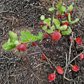 Gooseberry Seeds Ribes uva-crispa Alaska Grown Cold Hardy Berry Shrub for Fruit & Hedge, Easy to Grow