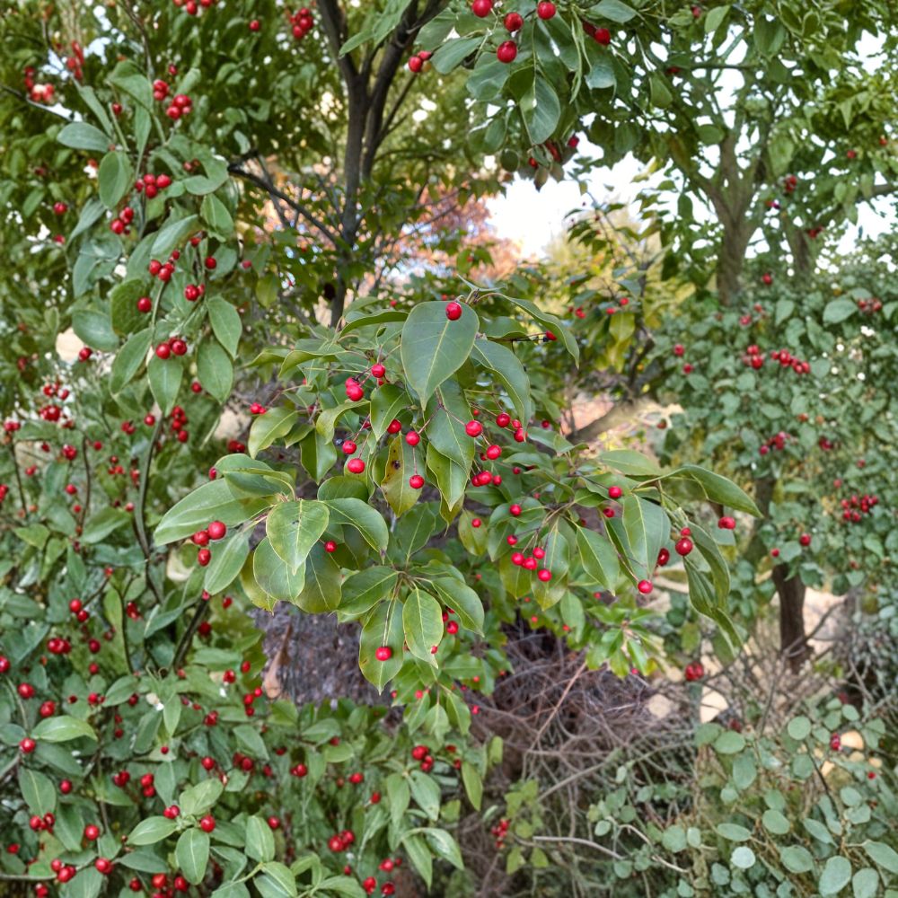 Ilex pedunculosa Female Longstalk Holly Live Plant – Evergreen Shrub with Red Berries, 2-Gallon Pot, Wildlife Friendly Landscape Plant