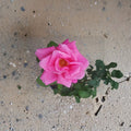 Perfume Delight Hybrid Tea Rose Live Pink Rose Bush 3 Gallon Fragrant Garden Shrub Rosa 'Perfume Delight'