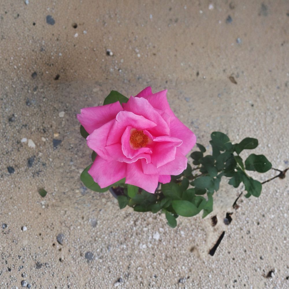 Perfume Delight Hybrid Tea Rose Live Pink Rose Bush 3 Gallon Fragrant Garden Shrub Rosa 'Perfume Delight'
